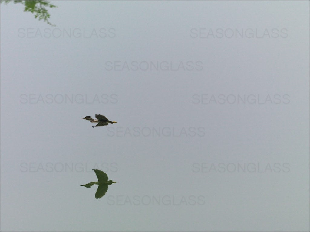 Young Green Heron