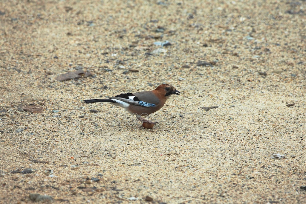 Eurasian Jay