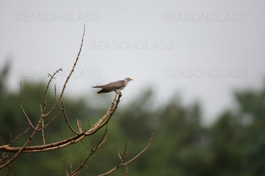 Common Cuckoo