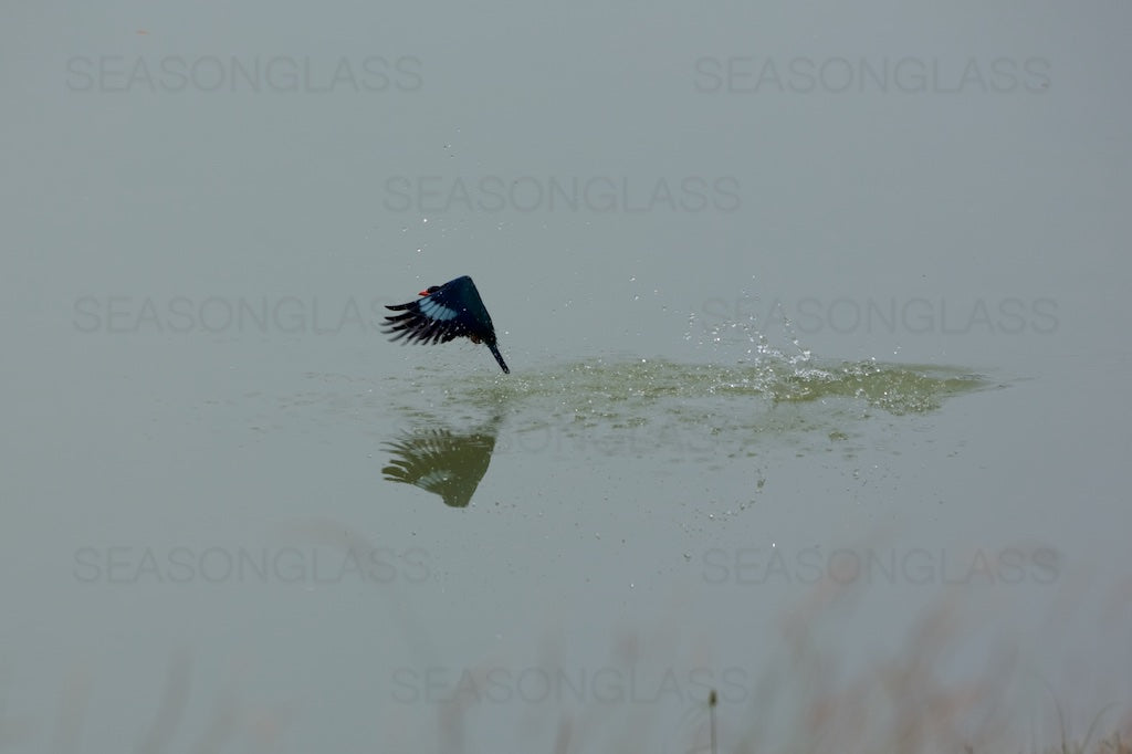 Oriental Dollarbird