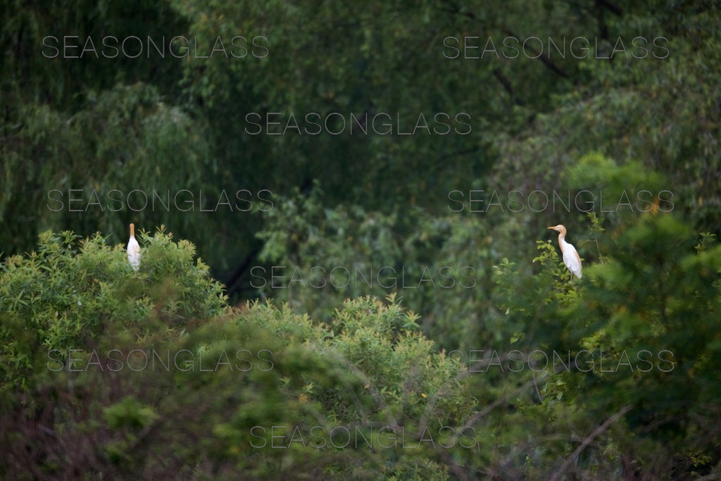 Egrets