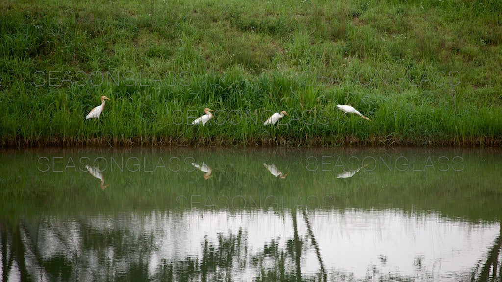 Cattle Egrets