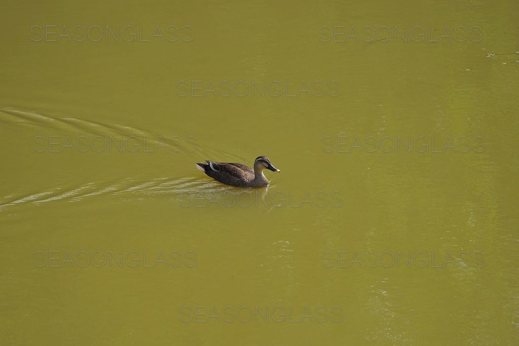 Spot-billed Ducks