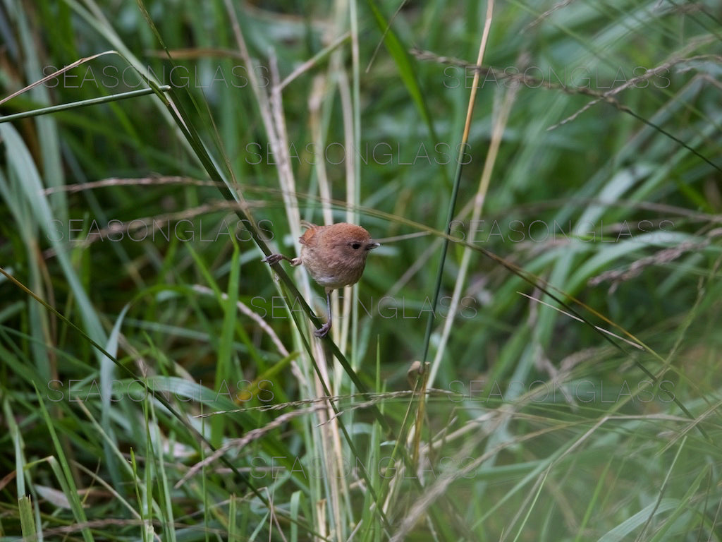 Vinous-throated Parrotbill