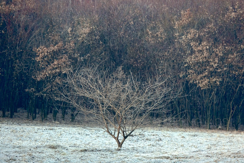 Mulberry Tree