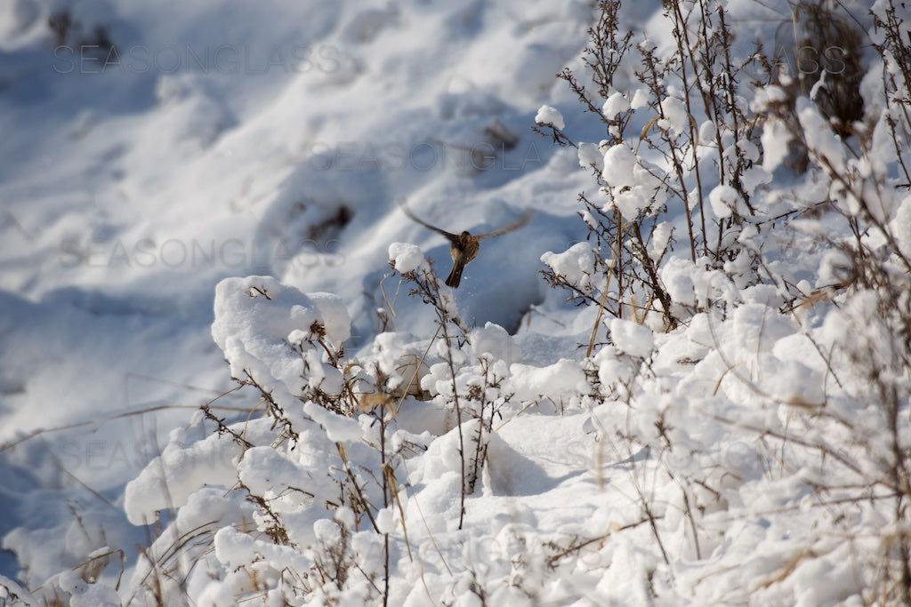Dusky Thrush