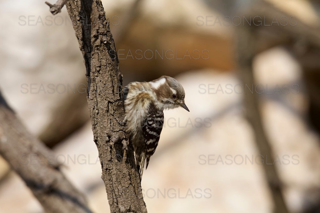 Pygmy Woodpecker