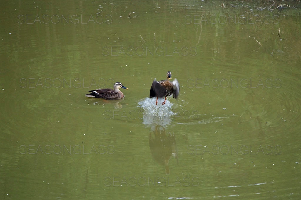 Spot-billed Ducks
