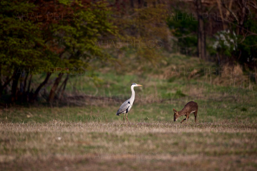 Grey Heron and Water Deer