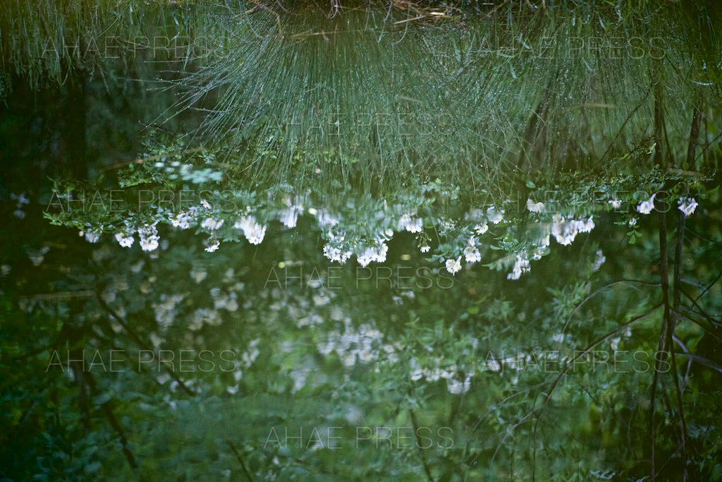 Reflection