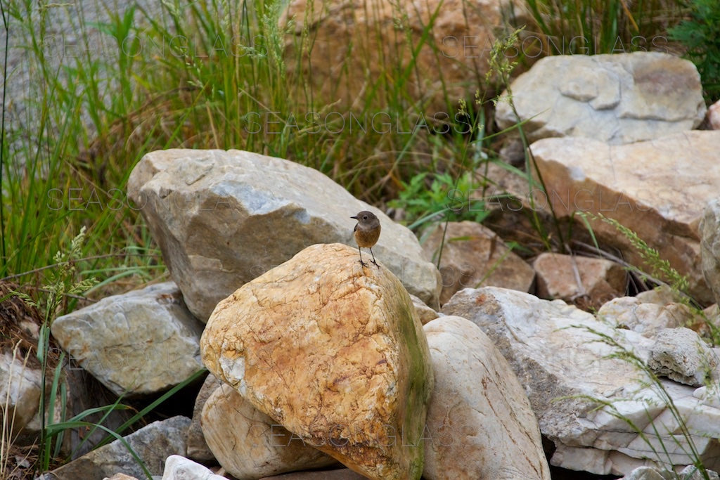 Daurian Redstart