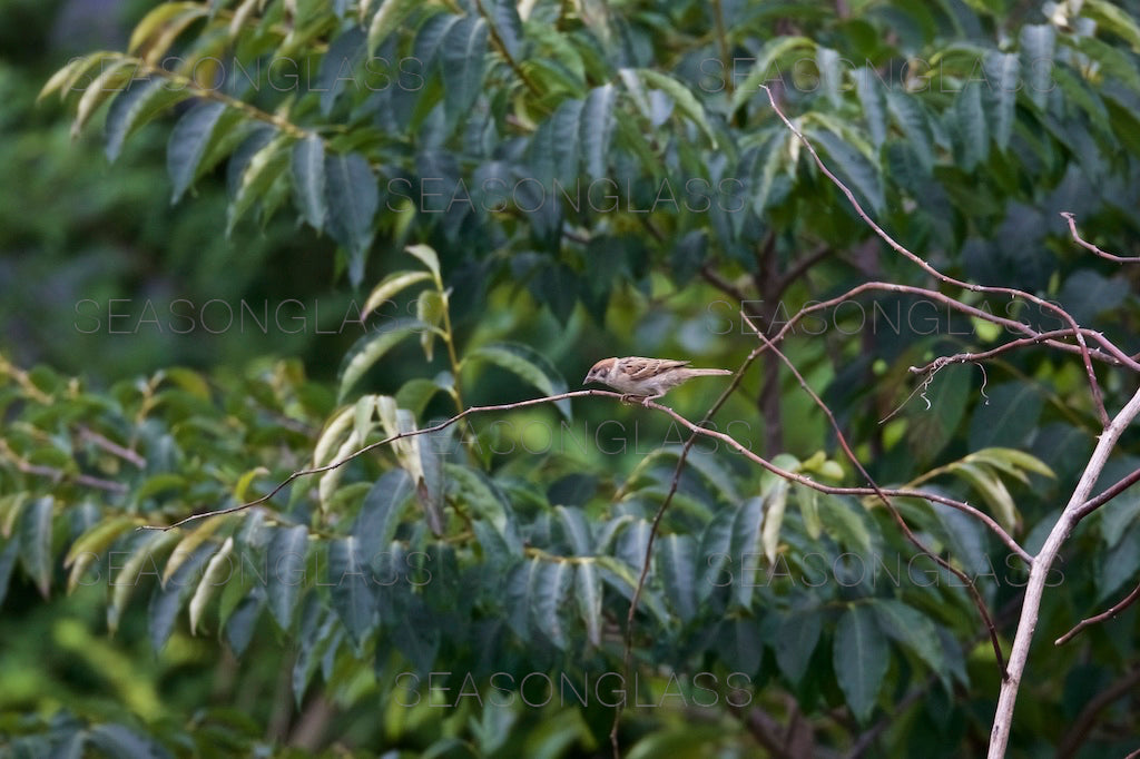 Vinous-throated Parrotbill