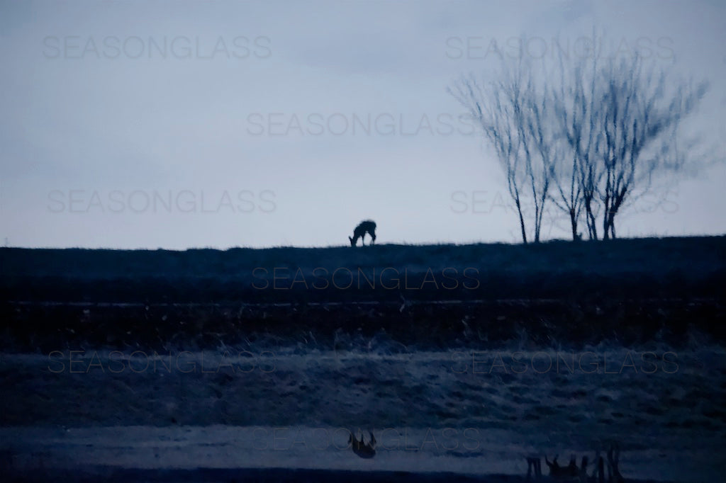 Water Deer