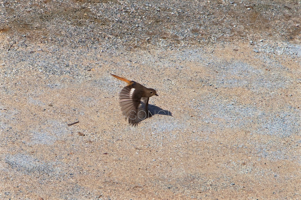 Daurian Redstart