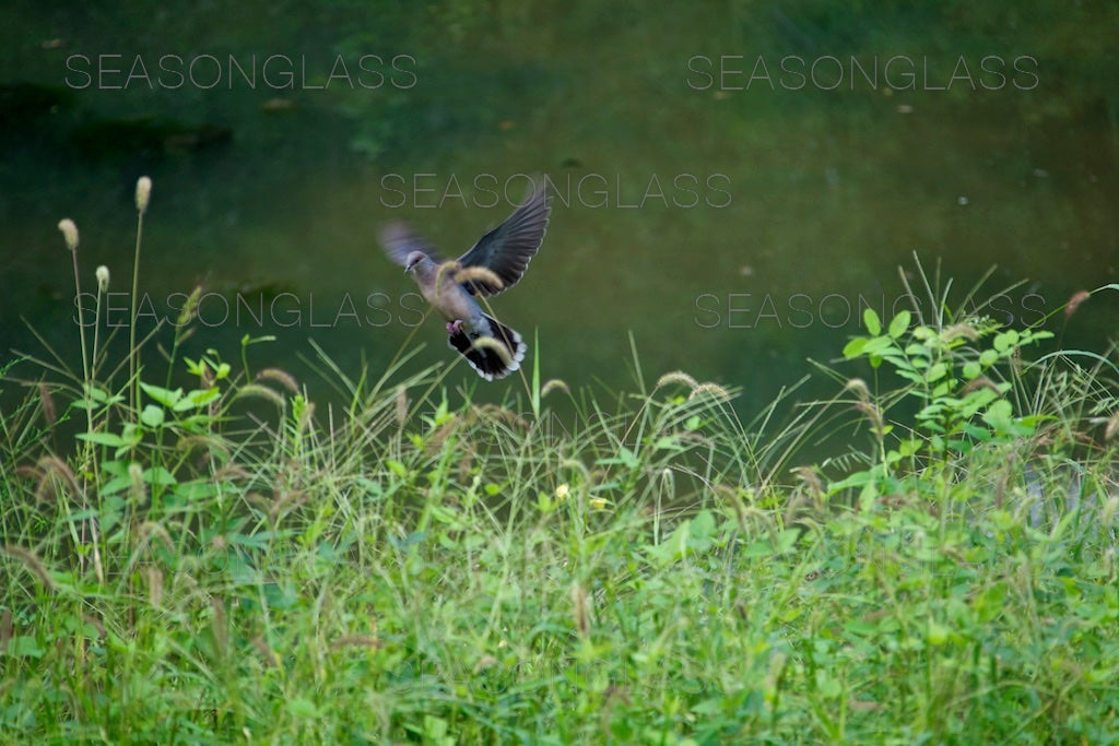 Turtle Dove