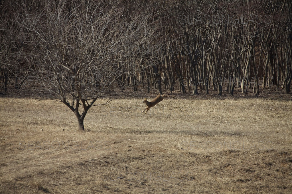 Water Deer