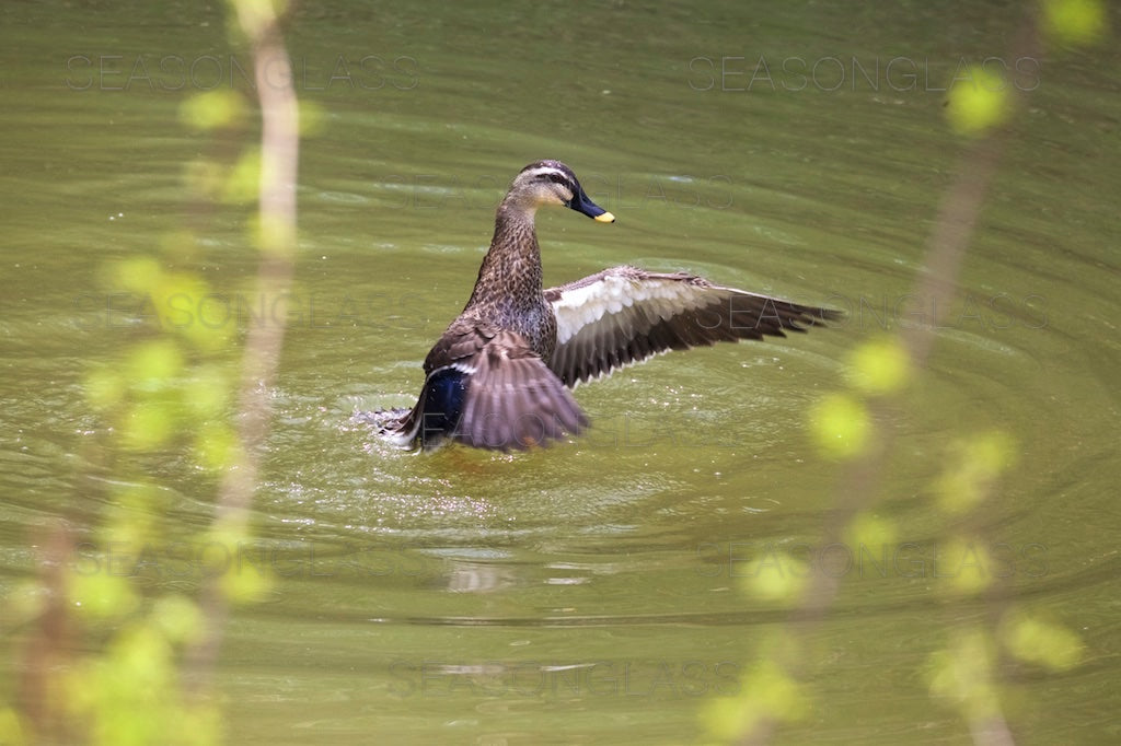 Spot-billed Ducks
