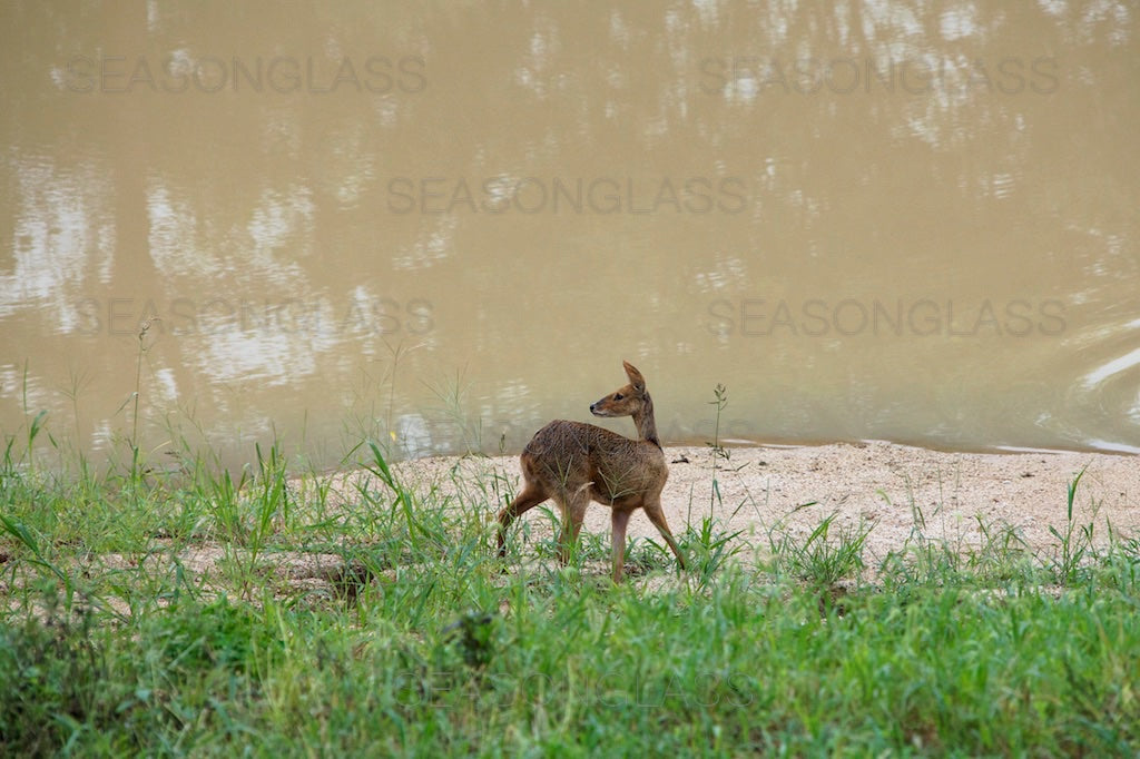 Water Deer