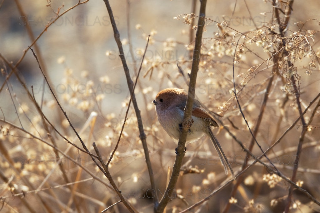 Vinous-throated Parrotbill
