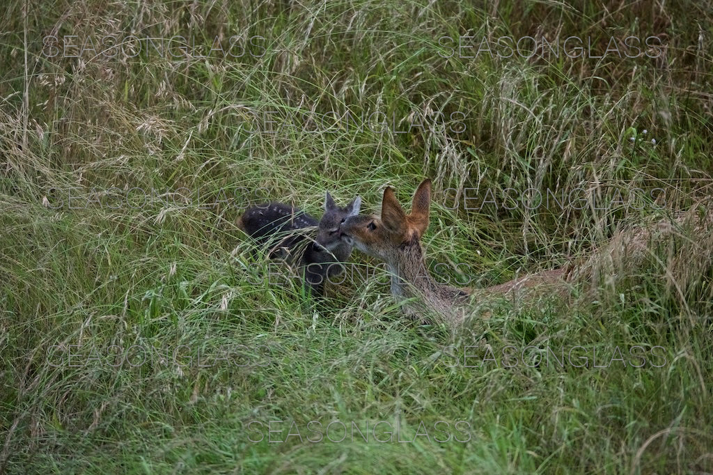 Water Deer