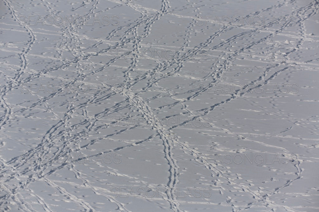 Animal Tracks
