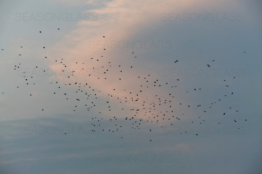 Birds