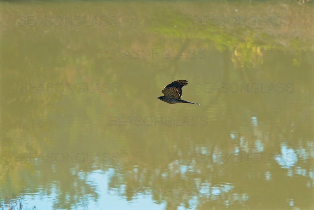 Chinese Sparrowhawk