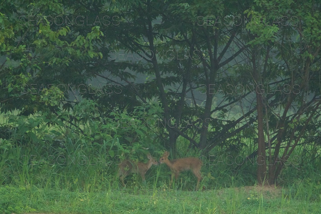 Water Deers