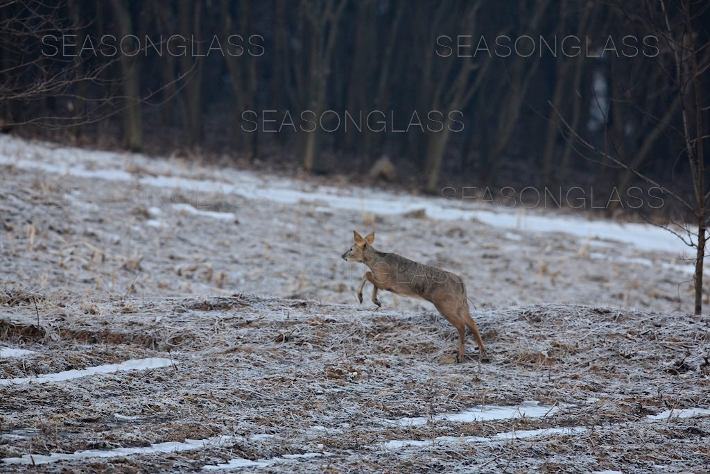 Water Deer