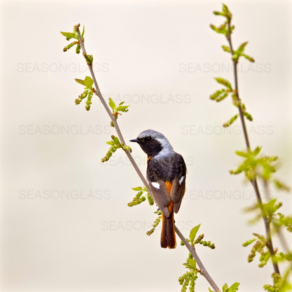 Daurian Redstart
