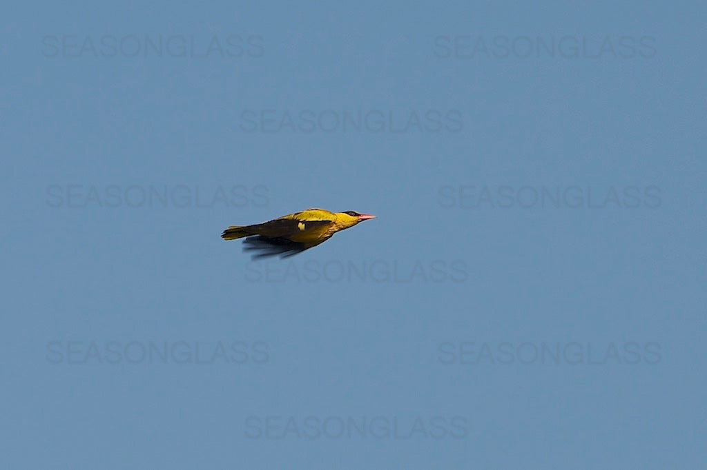 Black-naped Oriole
