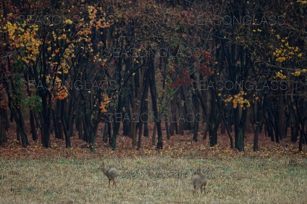 Water Deer