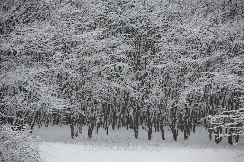 Woods in Winter