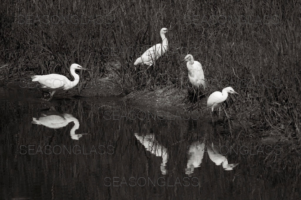 Egrets