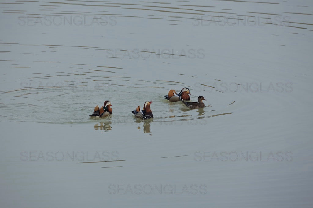 Mandarin Ducks