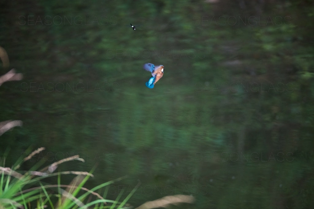Common Kingfisher and Dragonfly