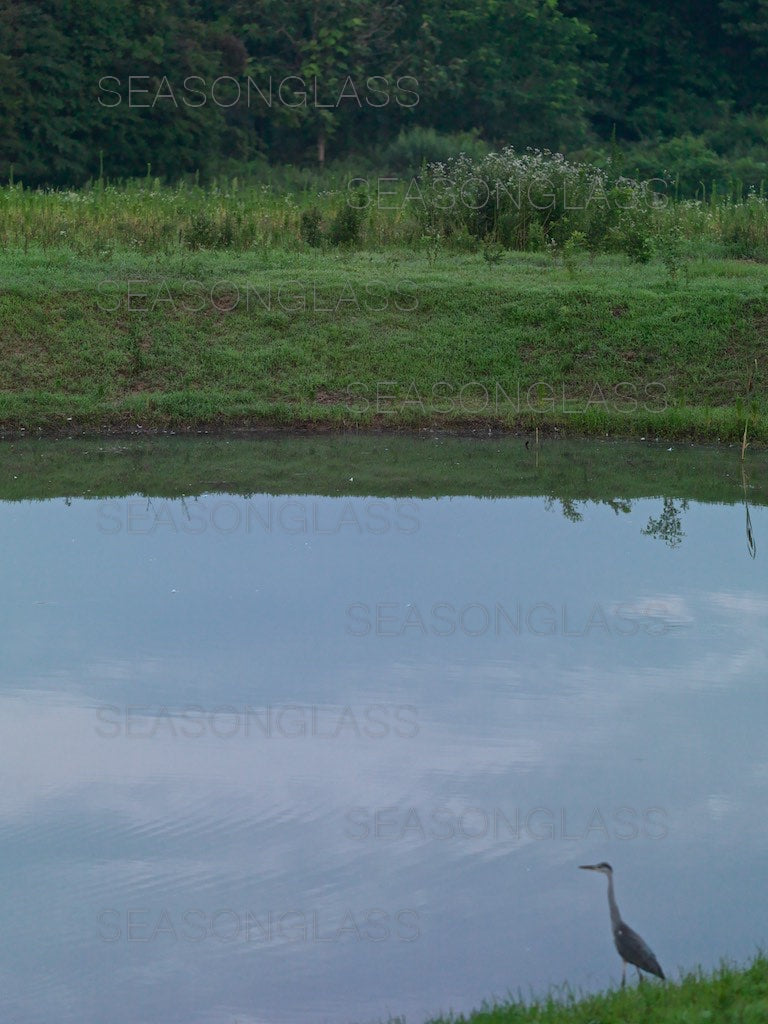 Grey Heron