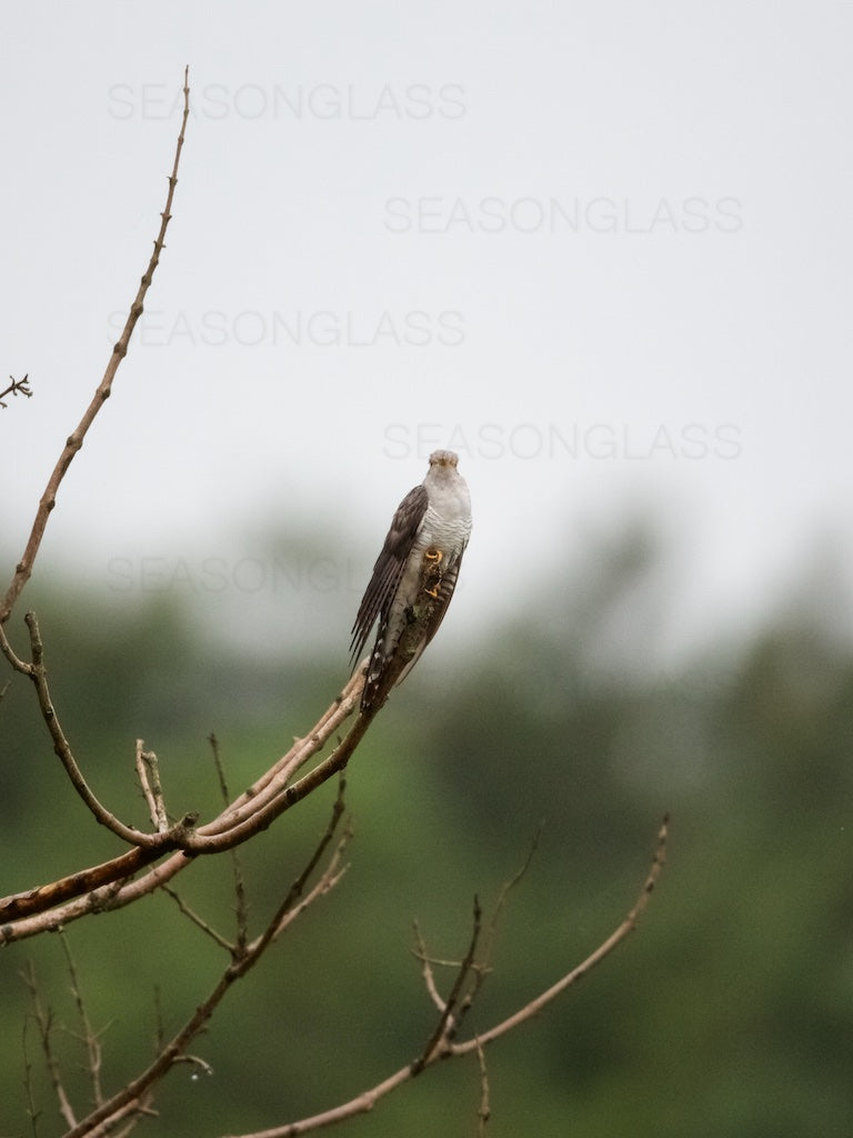 Common Cuckoo