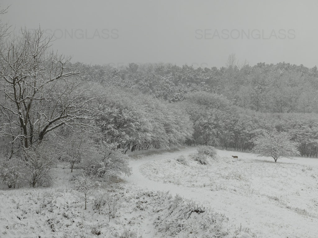 Woods in Winter