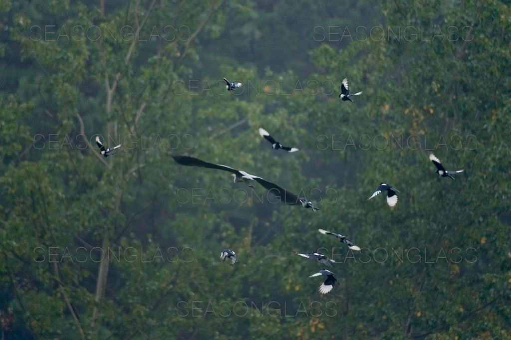 Magpies and Grey Heron