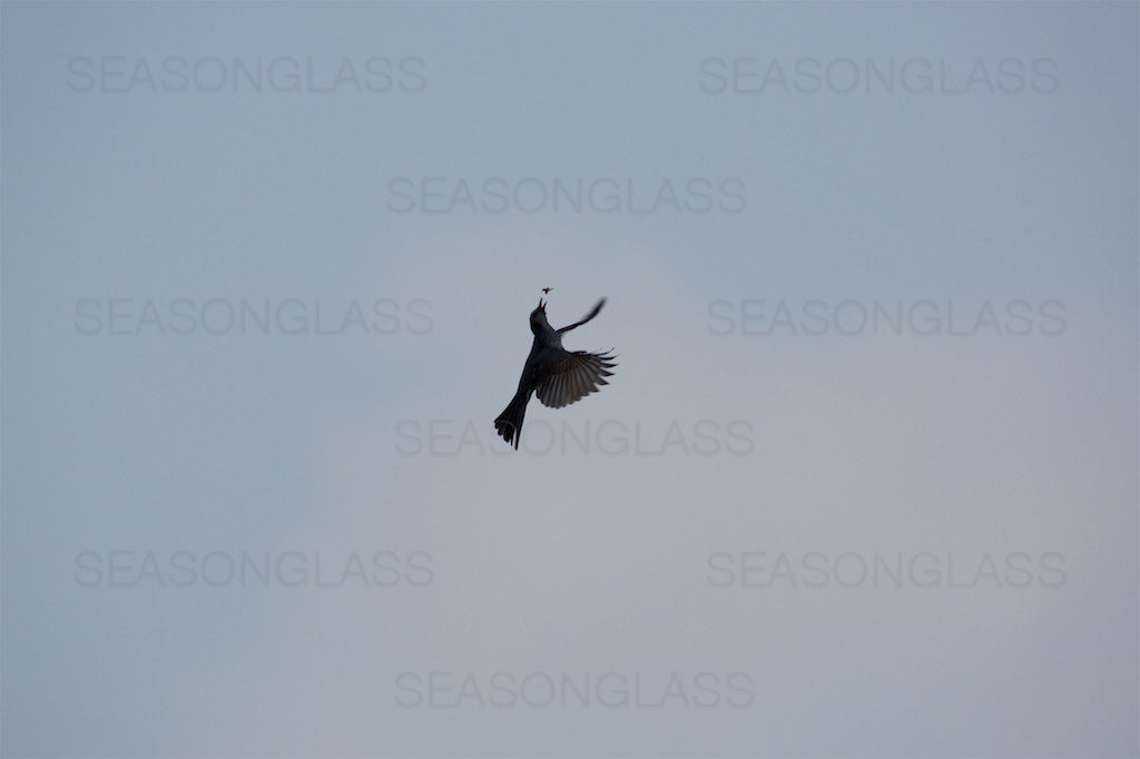 Brown-eared Bulbul with Insect