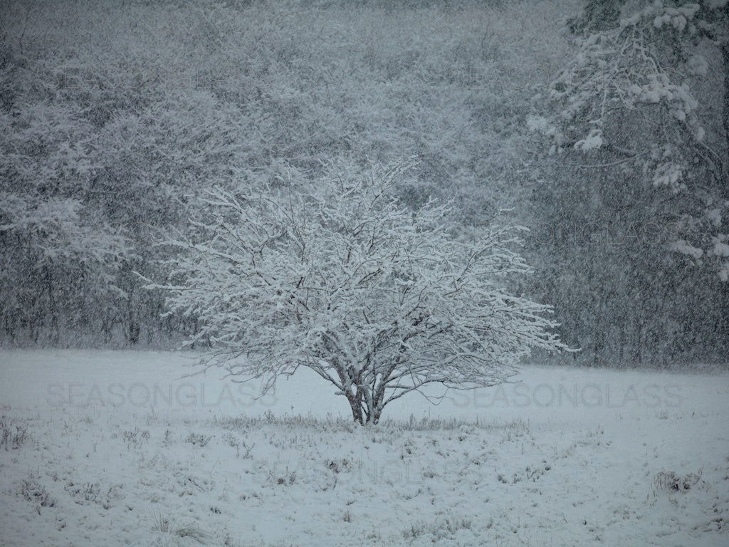 Mulberry Tree