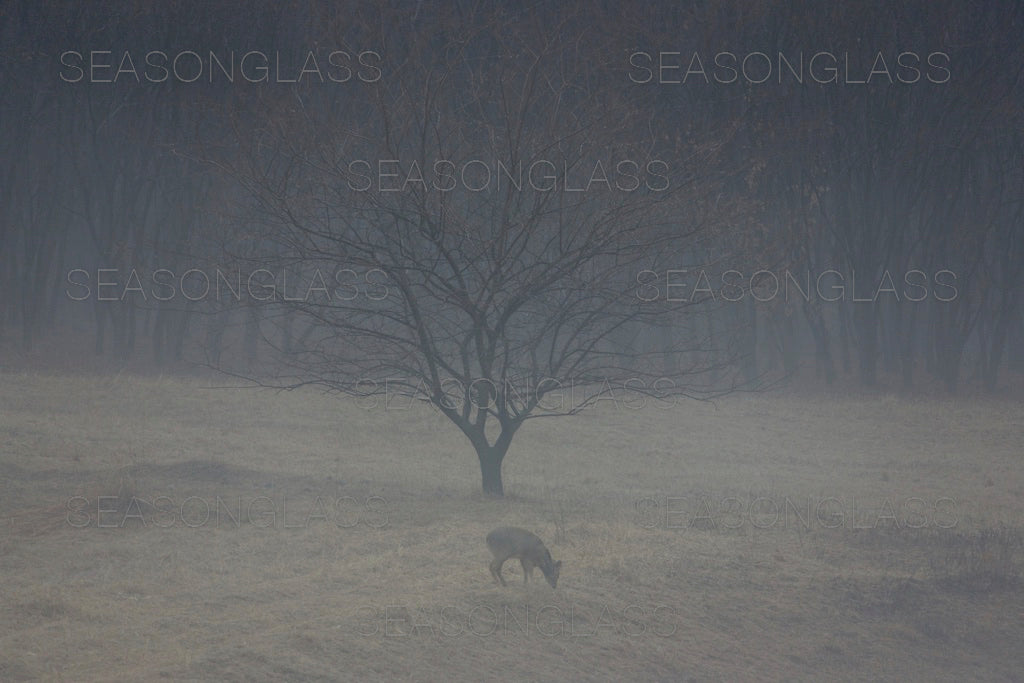Water Deer and Mulberry Tree