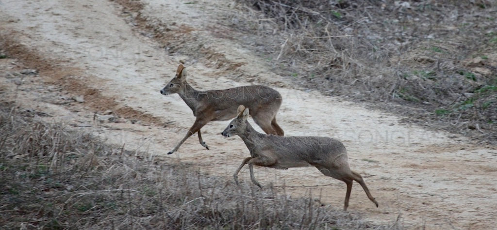 Water Deer