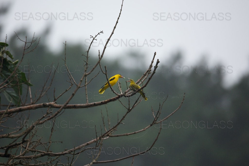 Black-naped Orioles