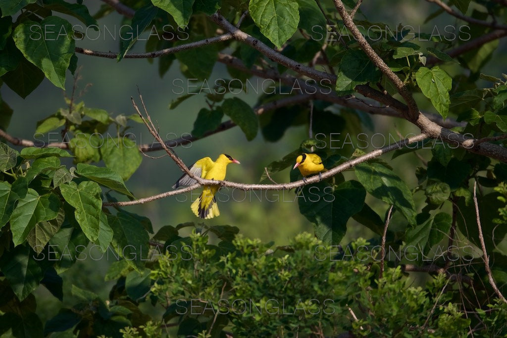 Black-naped Orioles