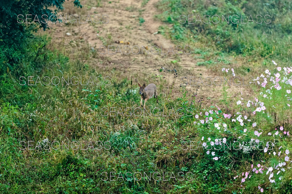 Water Deer