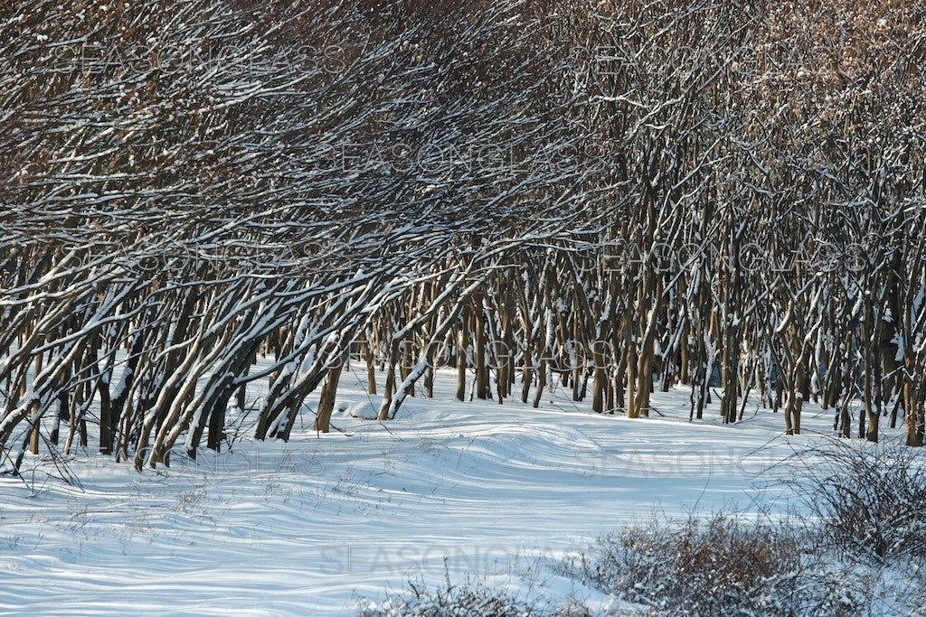 Maple Trees in Winter