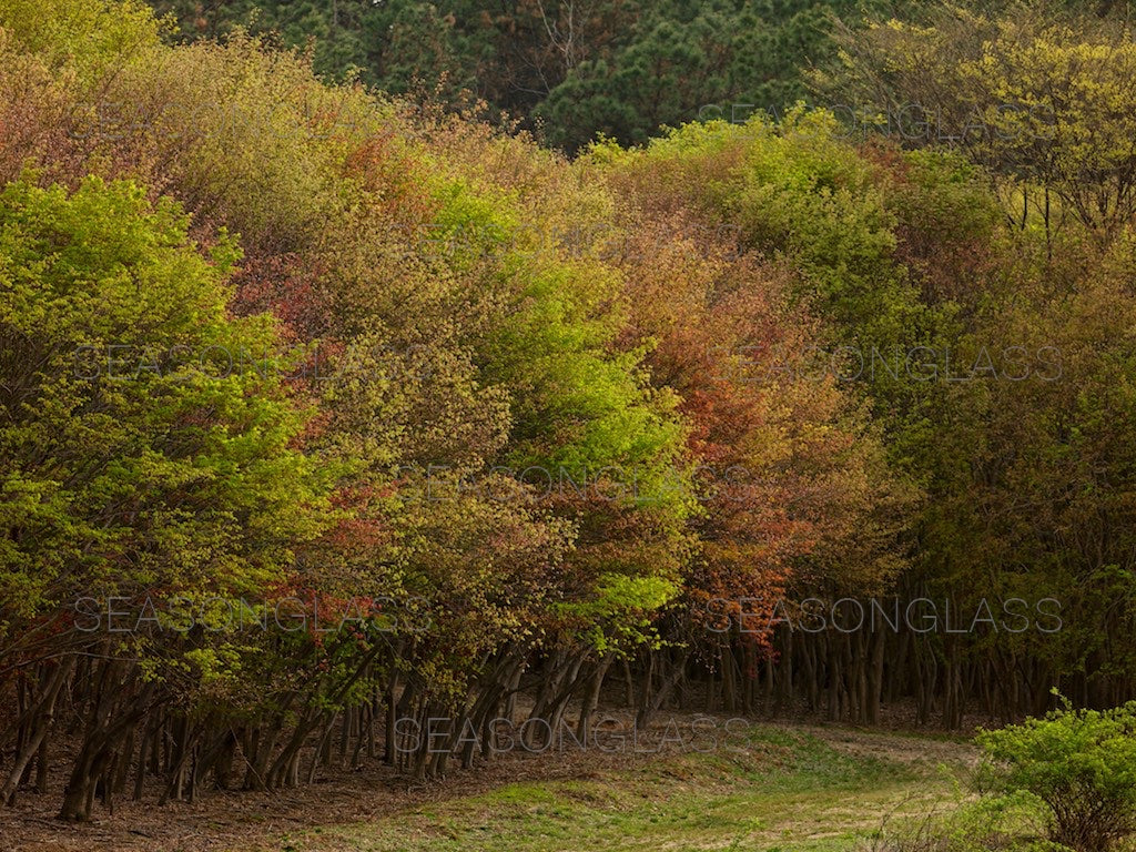 Maple Trees in Spring