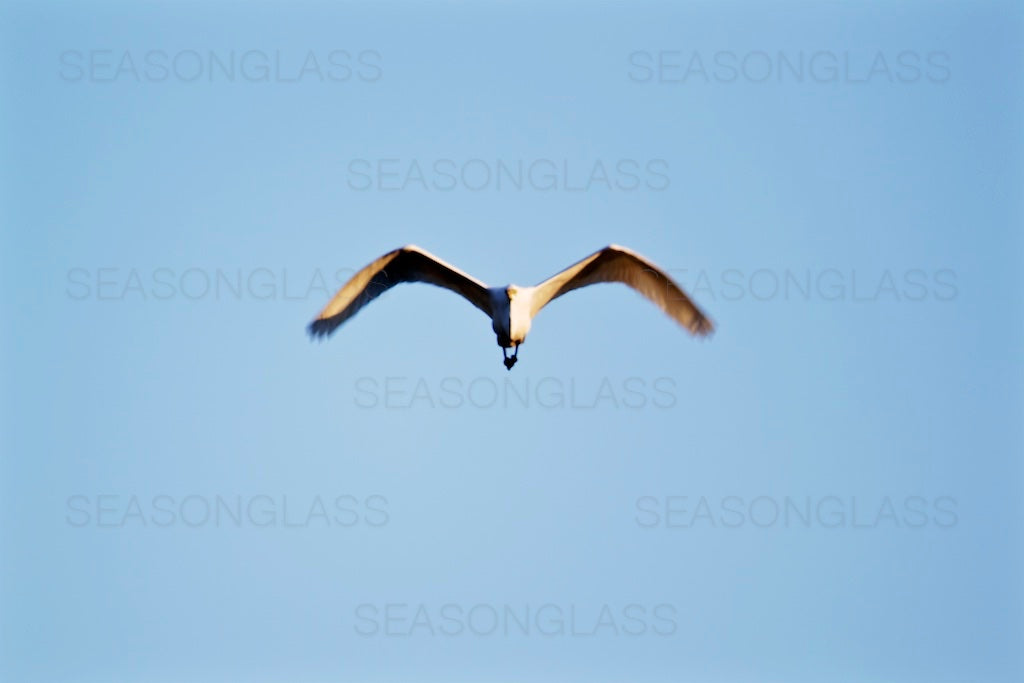 Egret